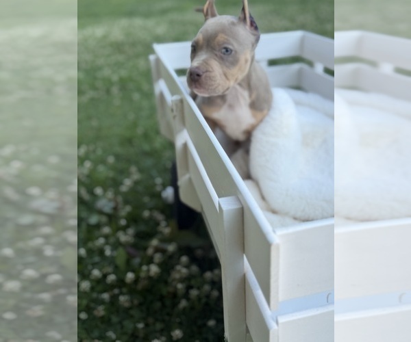 Medium Photo #5 American Bully Puppy For Sale in BROCKTON, MA, USA