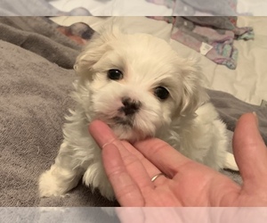Maltese Puppy for sale in GROTTOES, VA, USA
