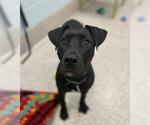Small Labrador Retriever