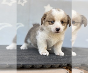 Pembroke Welsh Corgi Puppy for Sale in OROVILLE, California USA