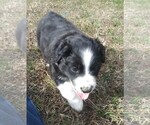 Small Photo #6 Australian Shepherd Puppy For Sale in ALLEN JAY, NC, USA