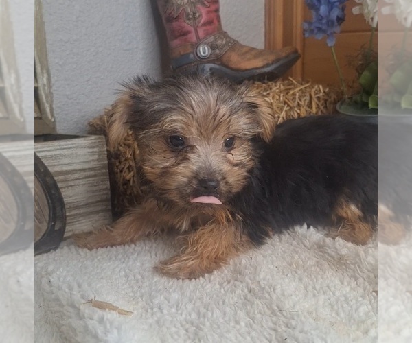 Medium Photo #6 Yorkshire Terrier Puppy For Sale in JASONVILLE, IN, USA