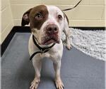Small American Pit Bull Terrier