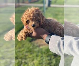 Poodle (Miniature) Puppy for sale in HAMPTON, GA, USA