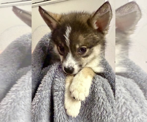 Medium Photo #27 Pomsky-Shiba Inu Mix Puppy For Sale in NASHUA, NH, USA