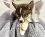 Small #17 Pomsky-Shiba Inu Mix