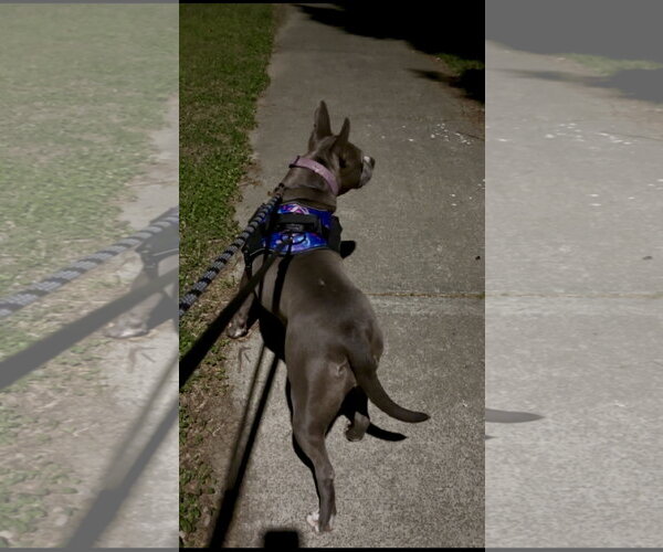 Medium Photo #7 Staffordshire Bull Terrier-Unknown Mix Puppy For Sale in Holly Springs, NC, USA
