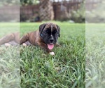 Small #8 Boxer