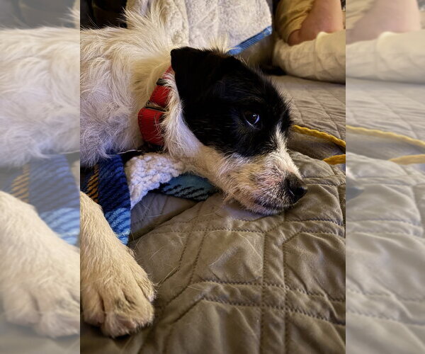 Medium Photo #2 Mutt Puppy For Sale in Boston, MA, USA