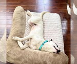 Small #2 American Staffordshire Terrier-Labrador Retriever Mix
