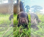 Small Photo #5 Labrador Retriever Puppy For Sale in FLEMING ISLE, FL, USA