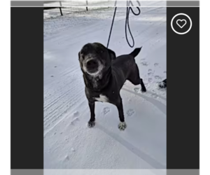 Mutt Dogs for adoption in Westminster, MD, USA