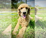Small Poodle (Standard) Mix