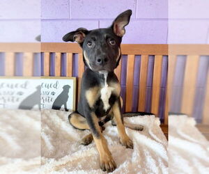 Mutt Dogs for adoption in Genesee, WI, USA
