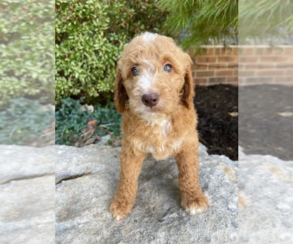 Medium Photo #2 Goldendoodle Puppy For Sale in JENKS, OK, USA
