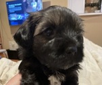 Small Photo #4 Shorkie Tzu Puppy For Sale in CHATTAROY, WA, USA