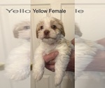 Puppy 4 Havanese