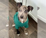 Small Catahoula Leopard Dog Mix