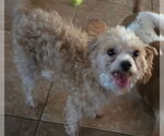 Small #1 Maltese-Poodle (Toy) Mix