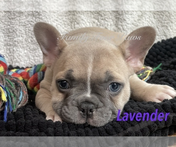 Medium Photo #27 Faux Frenchbo Bulldog Puppy For Sale in HOODSPORT, WA, USA