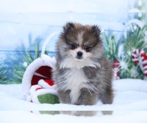 Pomeranian Puppy for sale in MARIETTA, GA, USA
