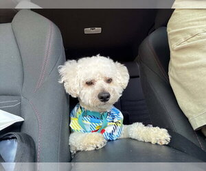 Bichon Frise Dogs for adoption in Gibbstown, NJ, USA