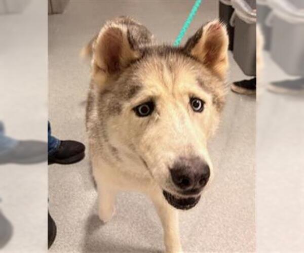 Medium Photo #1 Siberian Husky Puppy For Sale in Orange, CA, USA