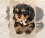 Puppy Puppy 3 Male Cavapoo