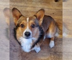 Small Photo #1 Welsh Cardigan Corgi Puppy For Sale in TORRINGTON, WY, USA