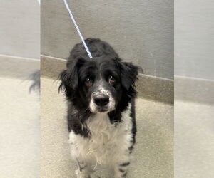 Border Collie-Unknown Mix Dogs for adoption in Las Vegas, NV, USA