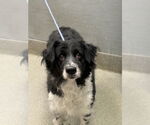 Small Border Collie Mix