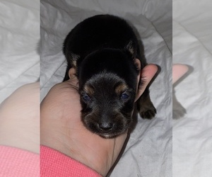 Miniature Australian Shepherd Puppy for sale in HOULKA, MS, USA