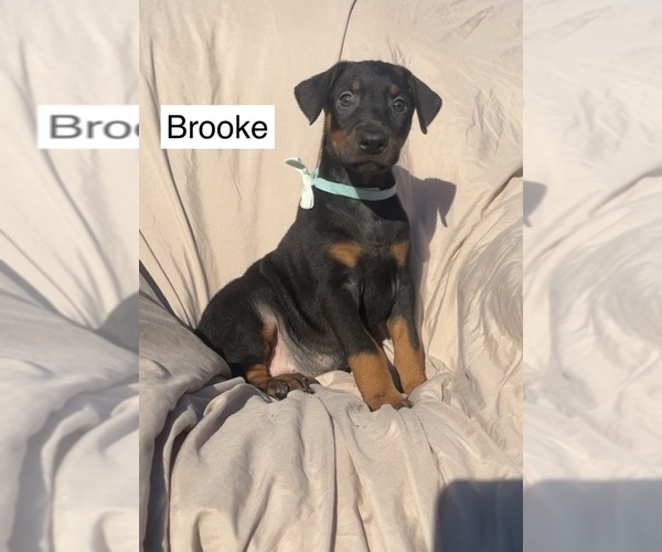 Medium Photo #6 Doberman Pinscher Puppy For Sale in POMEROY, OH, USA