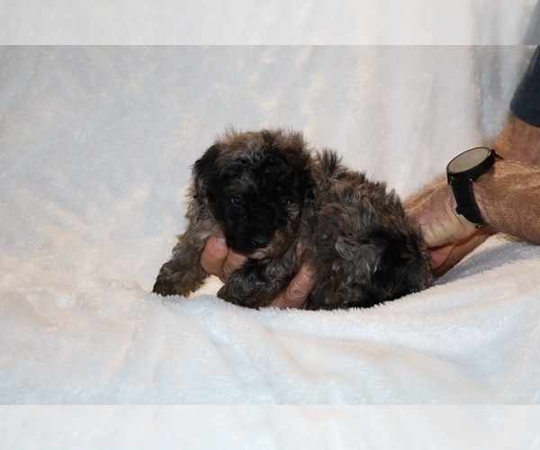 Medium Photo #5 ShihPoo Puppy For Sale in DYERSBURG, TN, USA