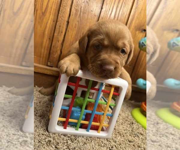 Medium Photo #9 Labrador Retriever Puppy For Sale in NEOLA, WV, USA