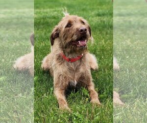 Irish Terrier-Vizsla Mix Dogs for adoption in Princeton, MN, USA