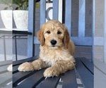 Small #1 Goldendoodle