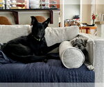 Small #5 German Shepherd Dog