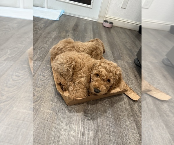 Medium Photo #4 Goldendoodle Puppy For Sale in OAKLAND, CA, USA
