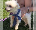 Small #5 Maltese