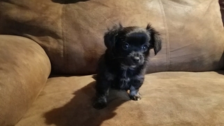 Chihuahua-Yorkinese Mix Puppy for sale in DURAND, MI, USA