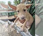 Small Labrador Retriever Mix