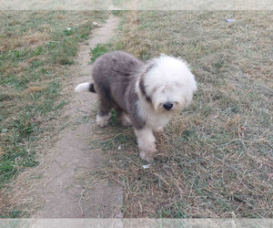 Old English Sheepdog Puppy for sale in Nis, Central Serbia, Serbia