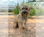 Small #1 Mutt