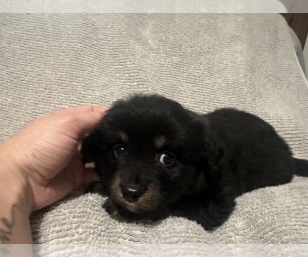 Medium Photo #53 Miniature Australian Shepherd Puppy For Sale in QUINCY, CA, USA