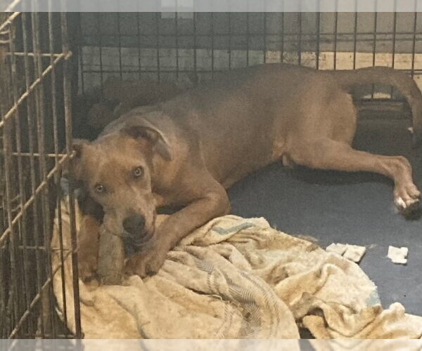 Medium Photo #1 Mutt Puppy For Sale in Aurora, IN, USA
