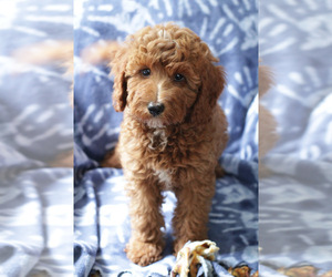 Goldendoodle (Miniature) Puppy for sale in MILWAUKEE, WI, USA