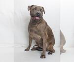 Small #1 American Bandogge mastiff
