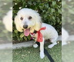 Small #1 Maltipoo (Miniature)