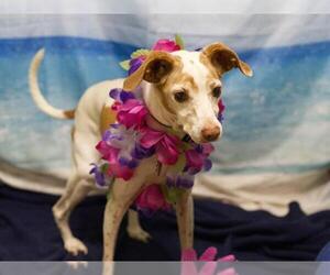Mutt Dogs for adoption in Placerville, CA, USA
